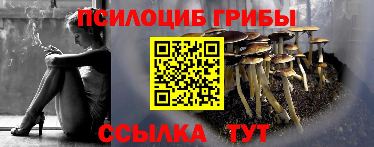 Псилоцибиновые грибы Psilocybe  Вход с VPN  Ликино-Дулёво 